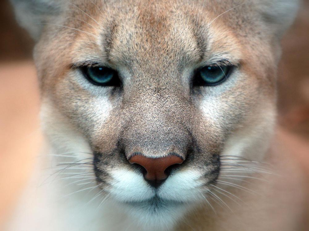 cougar